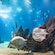 Rays and other fish swimming in a large aquarium exhibit at the Oceanarium in Lisbon, Portugal
